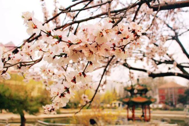 长聘教授 超百万年薪丨“双一流”名校重点学院诚聘英才!(图7) 长聘教授 超百万年薪丨“双一流”名校重点学院诚聘英才!(图7)